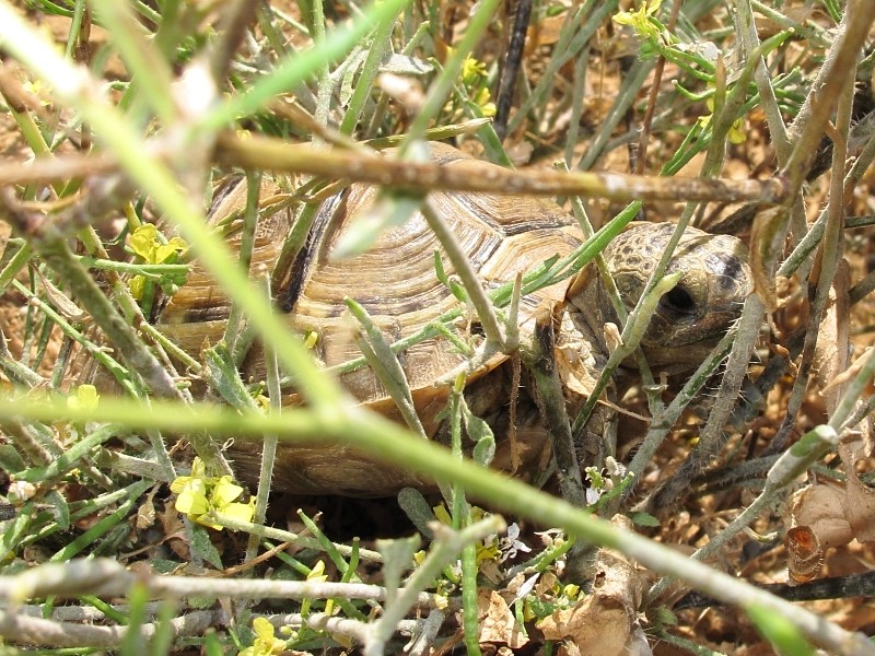 Testuggini (Testudo graeca)