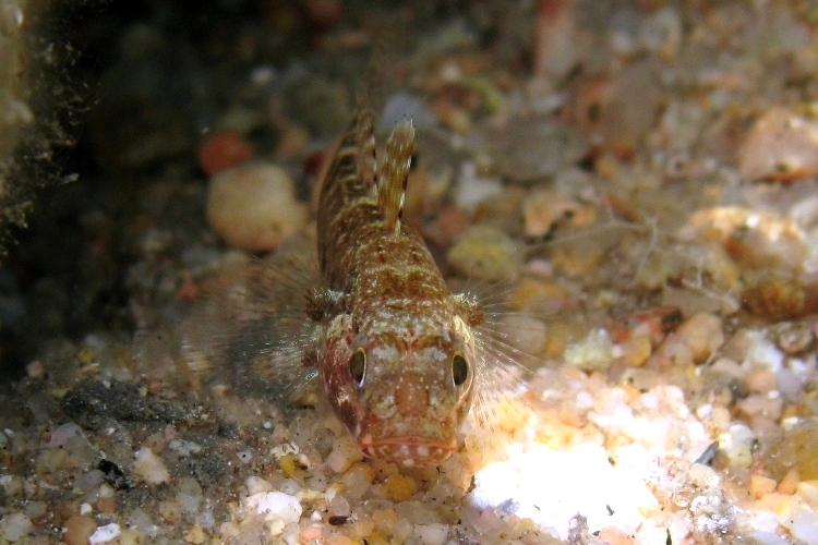 juvenile Gobius cruentatus