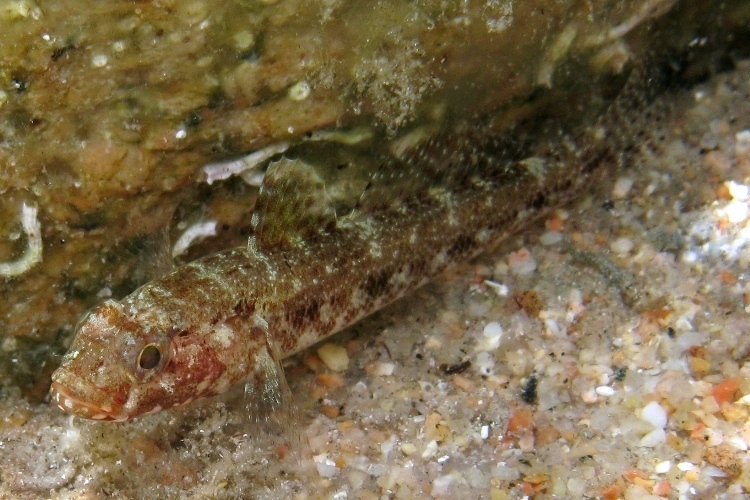 juvenile Gobius cruentatus