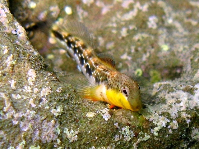 Microlipophrys adriaticus (Steindachner & Kolombatovic,1883)