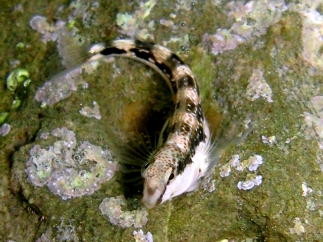 Microlipophrys adriaticus (Steindachner & Kolombatovic,1883)