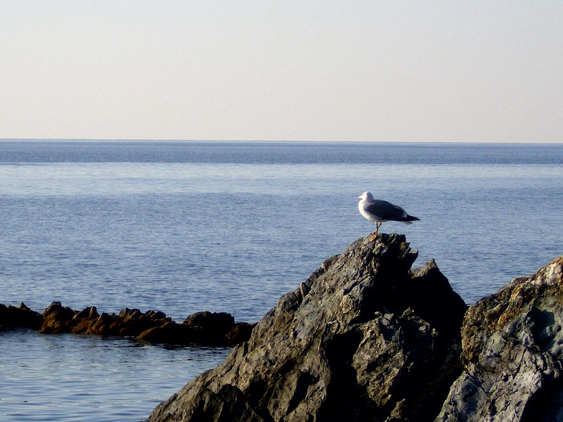 Larus michahellis?