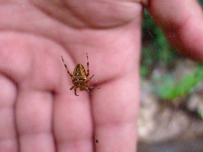 Giovane Araneus diadematus