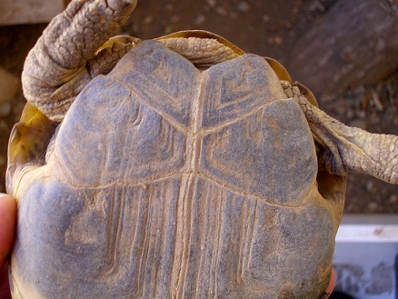 Sesso testudo horsfieldii