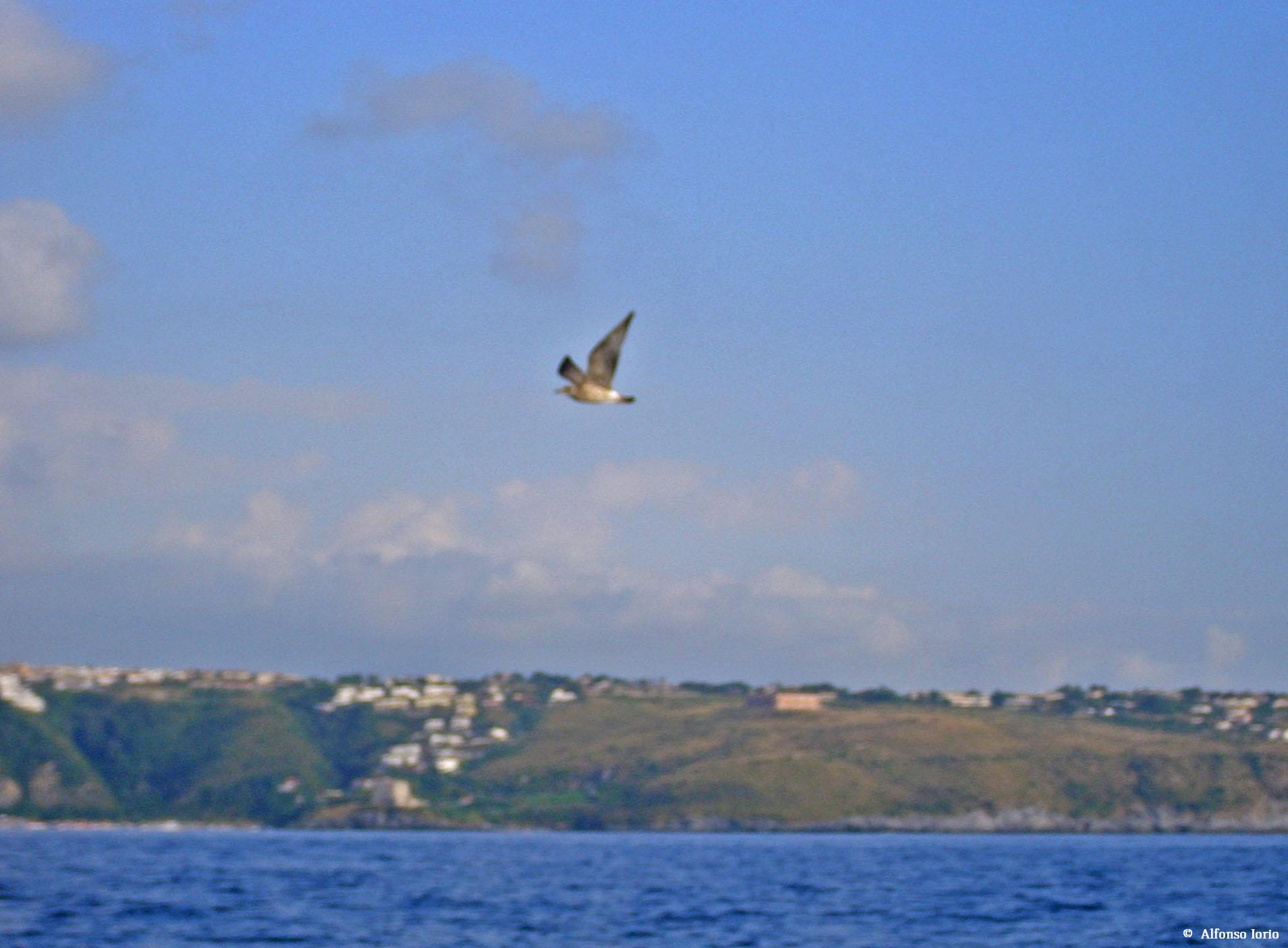 Larus michahellis?