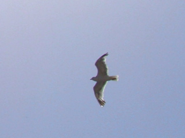 Larus michahellis?