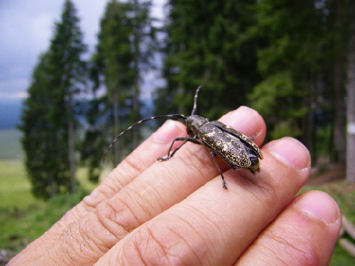 Coleottero delle prealpi venete: Monochamus sartor ?