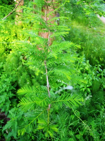 Taxodium distichum