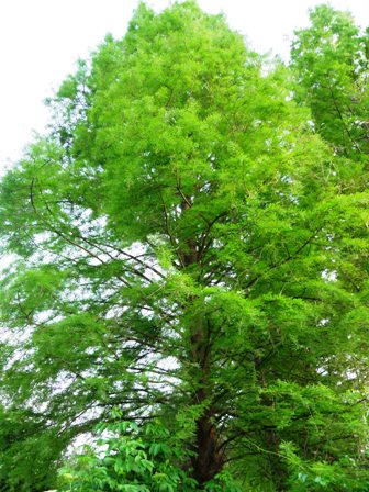 Taxodium distichum