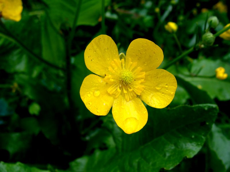 ranunculus..