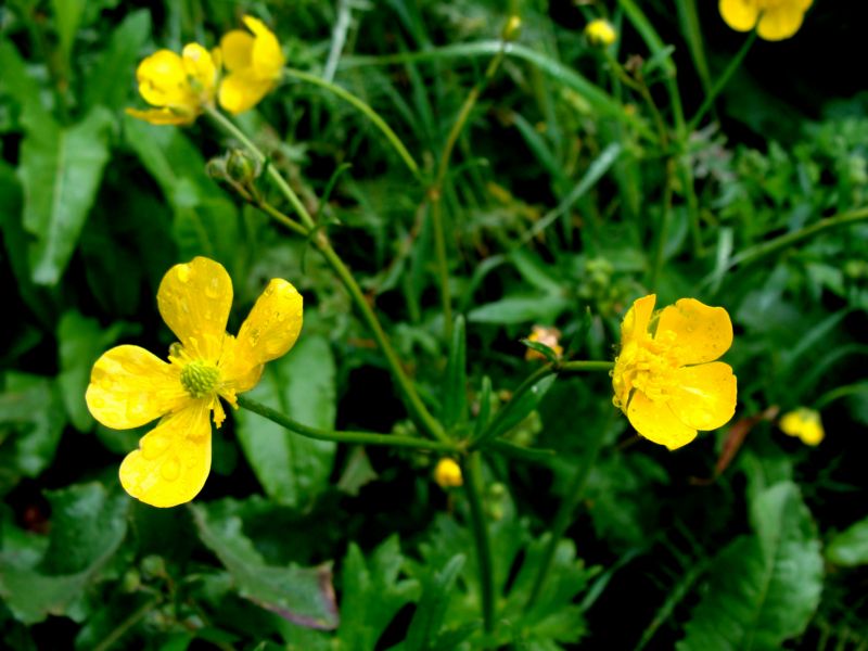 ranunculus..