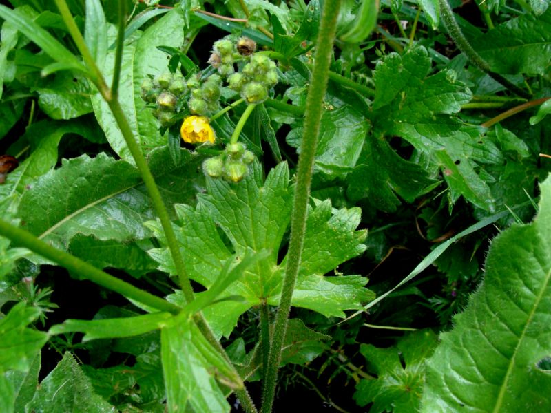 ranunculus..