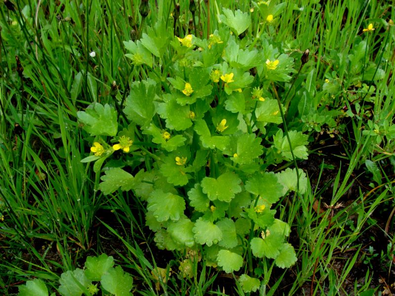 Ranunculus muricatus