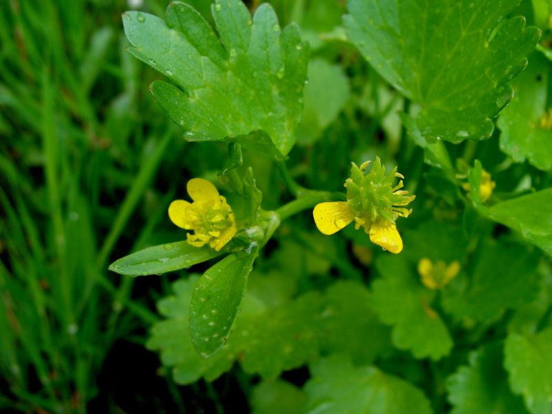 Ranunculus muricatus