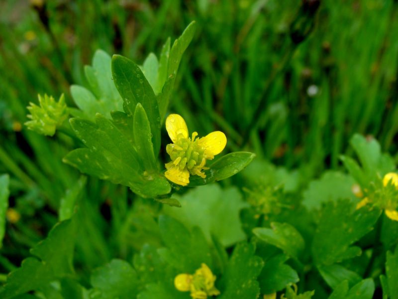 Ranunculus muricatus