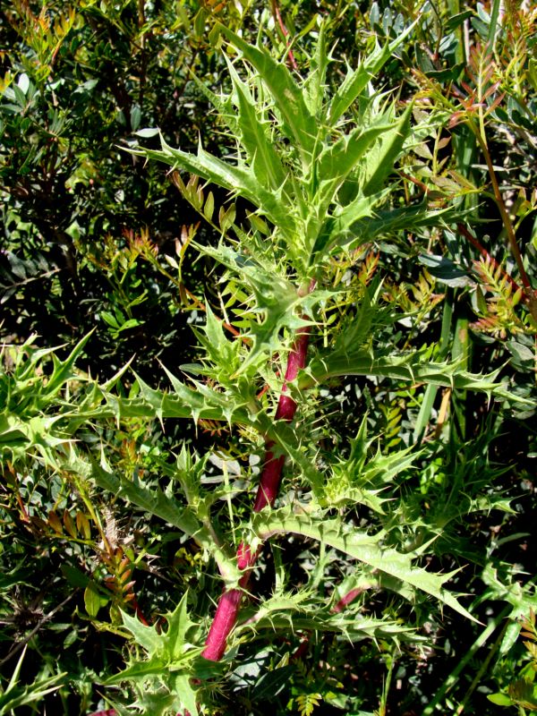 conferma per carlina...Carlina corymbosa