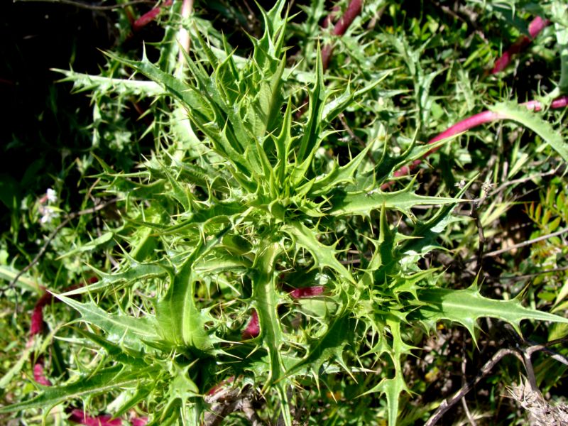 conferma per carlina...Carlina corymbosa