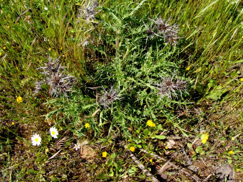 conferma per carlina...Carlina corymbosa