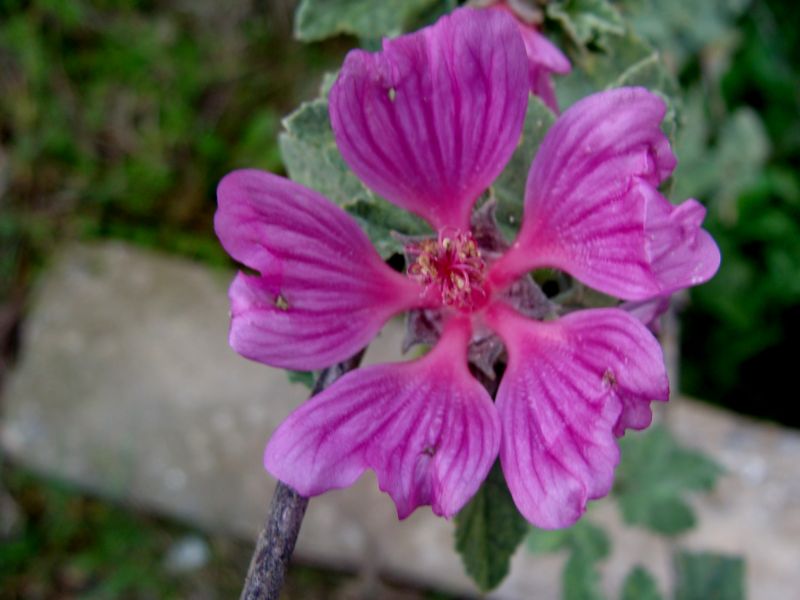 Malva olbia / Malvone perenne