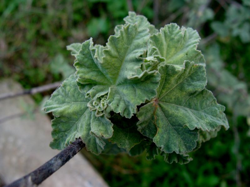 Malva olbia / Malvone perenne