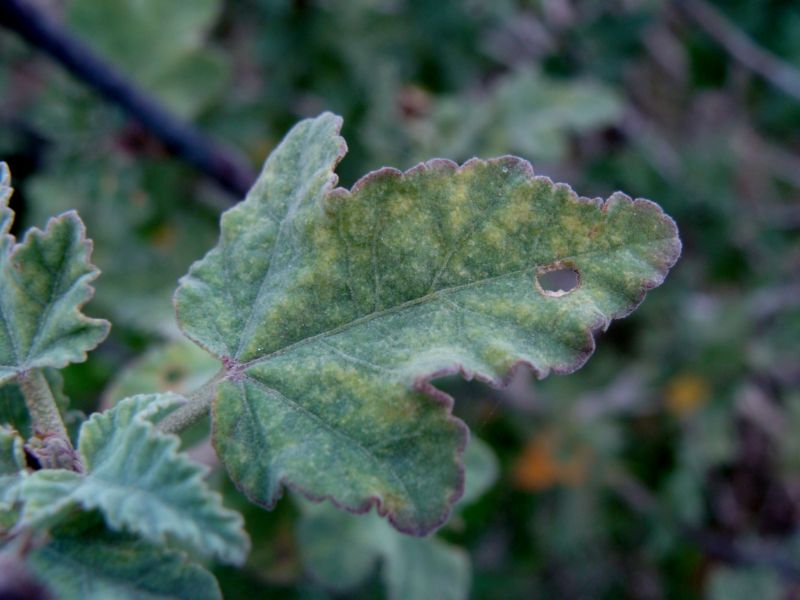 Malva olbia / Malvone perenne