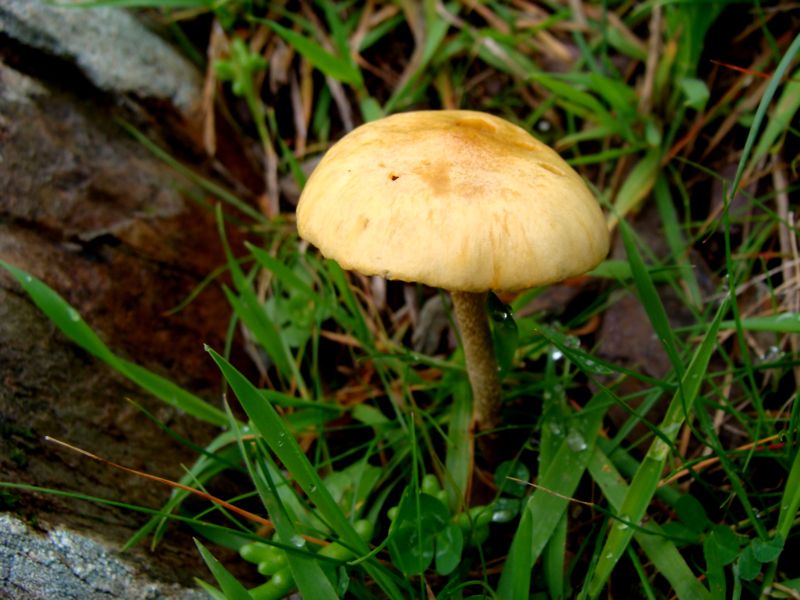 Agrocybe sp.