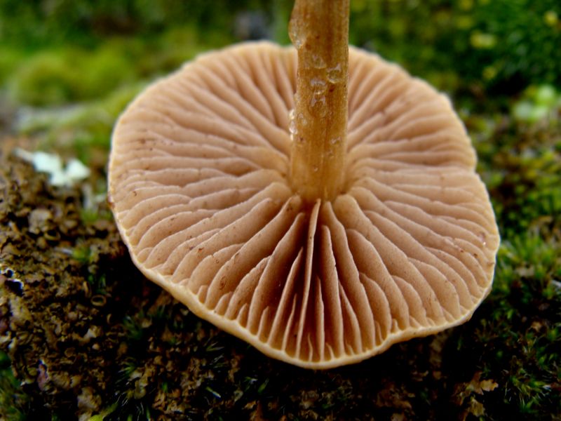 Agrocybe sp.