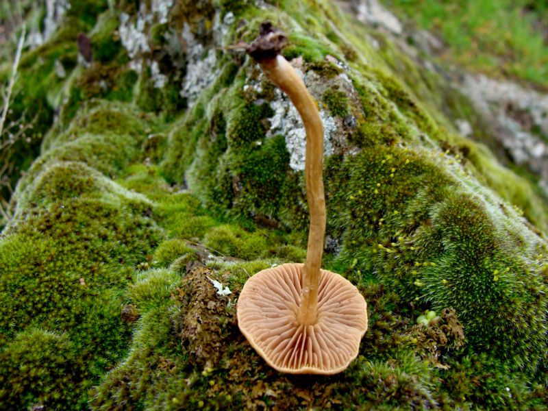 Agrocybe sp.