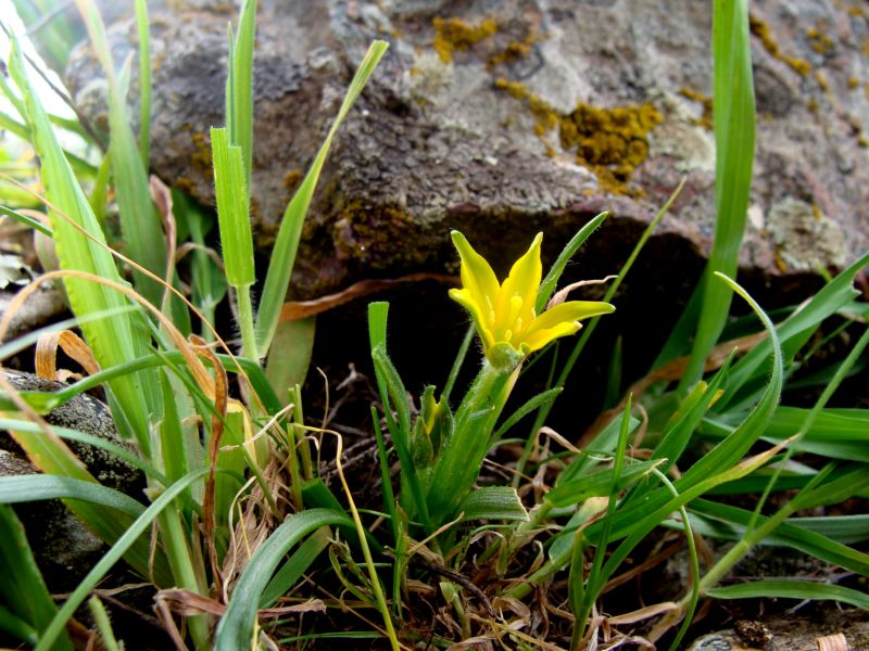 Gagea granatellii / Cipollaccio di Granatelli