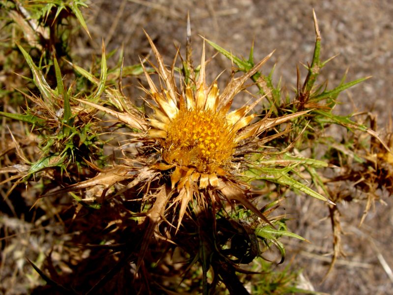 conferma per carlina...Carlina corymbosa