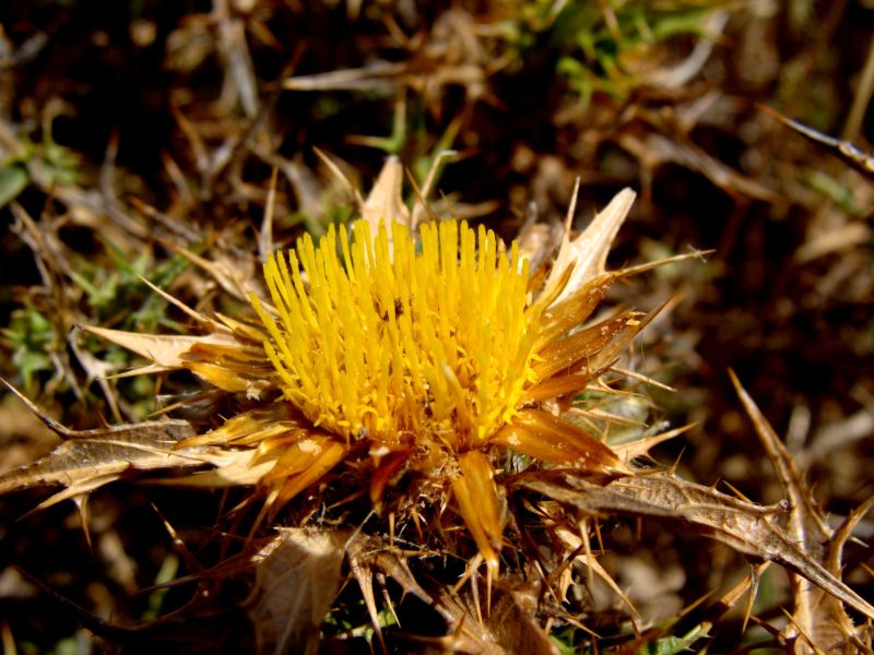 conferma per carlina...Carlina corymbosa