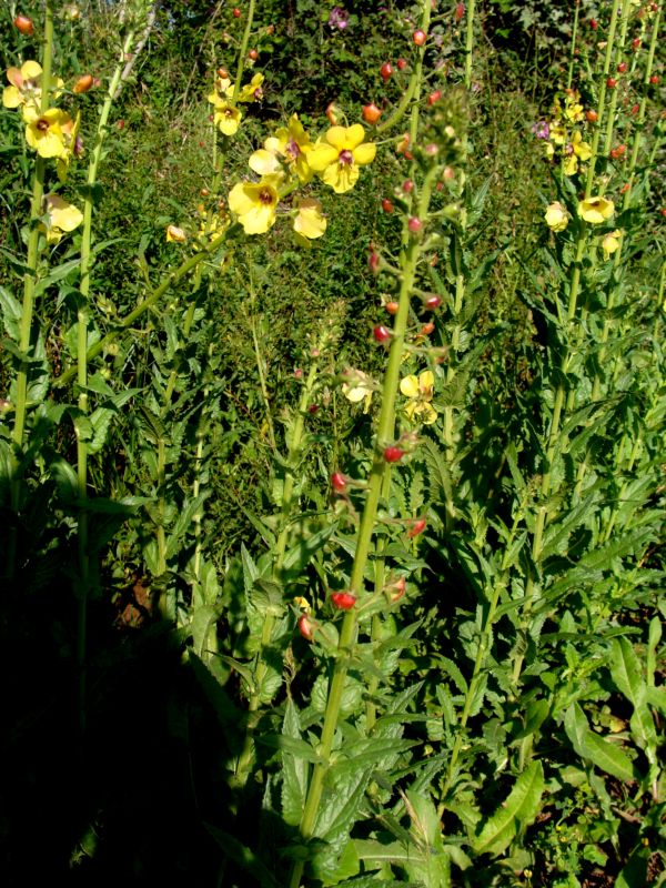 verbascum..creticum? no, Verbascum blattaria