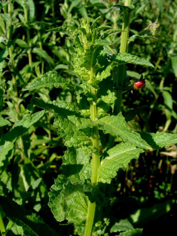 verbascum..creticum? no, Verbascum blattaria