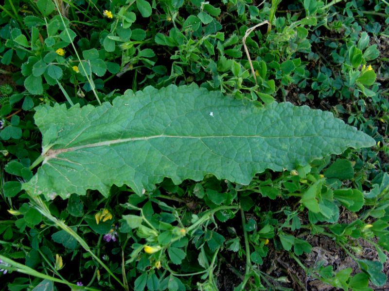 verbascum..creticum? no, Verbascum blattaria