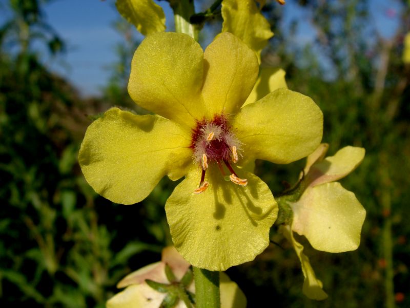 verbascum..creticum? no, Verbascum blattaria