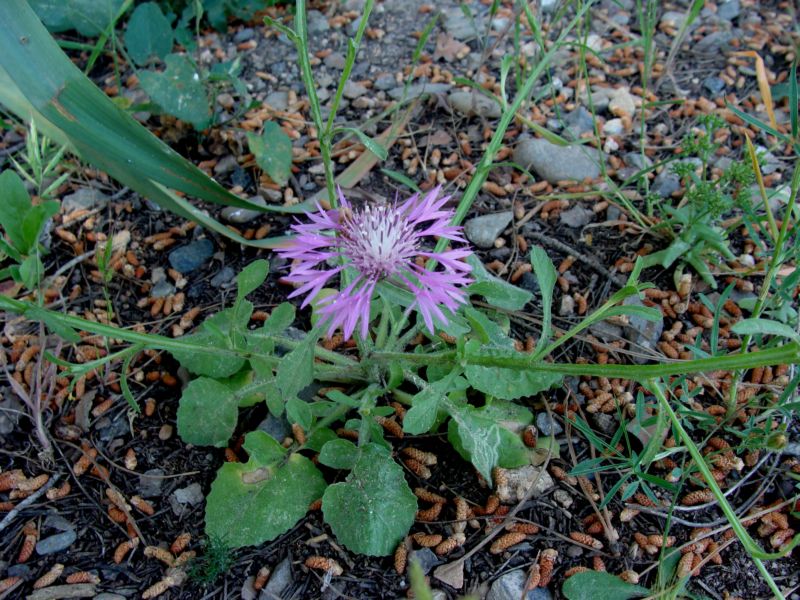 Centaurea napifolia