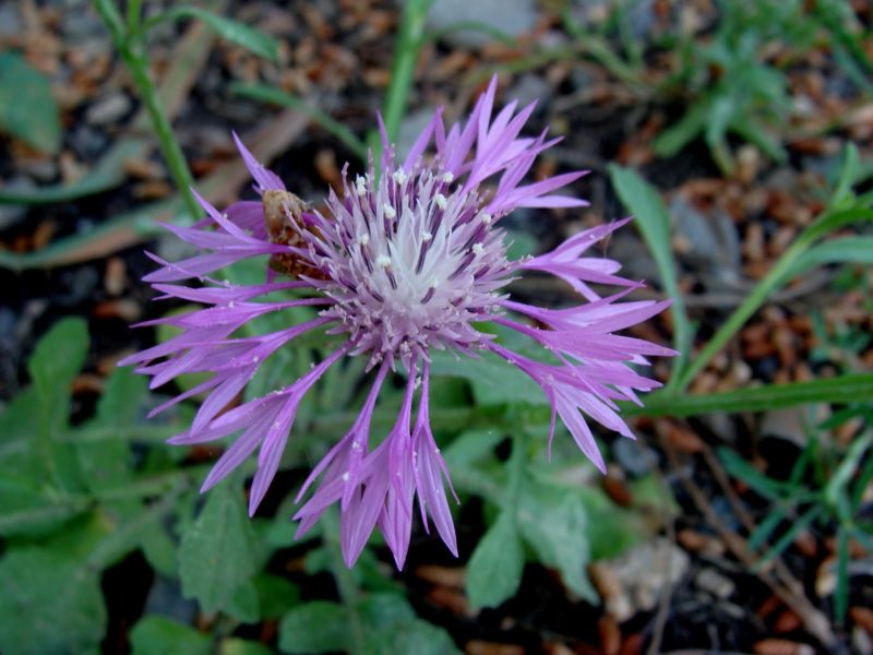 Centaurea napifolia