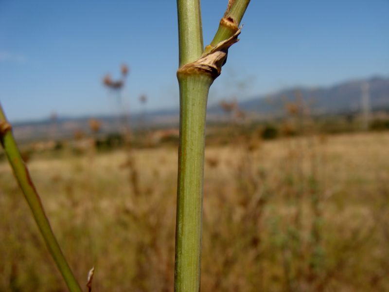 Pimpinella lutea / Tragoselino giallo