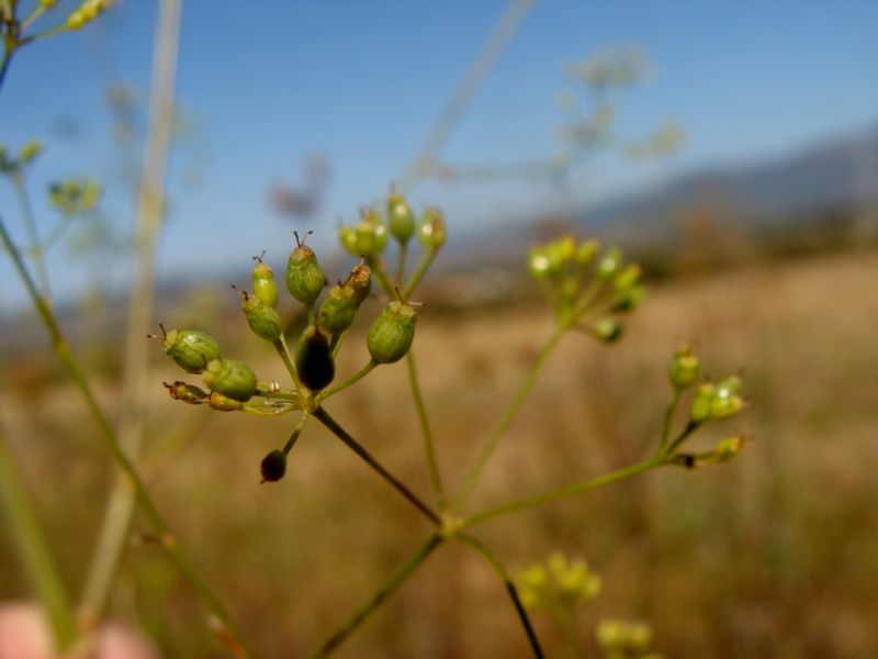 Pimpinella lutea / Tragoselino giallo