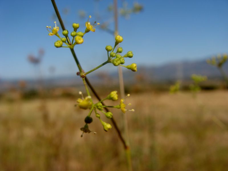 Pimpinella lutea / Tragoselino giallo