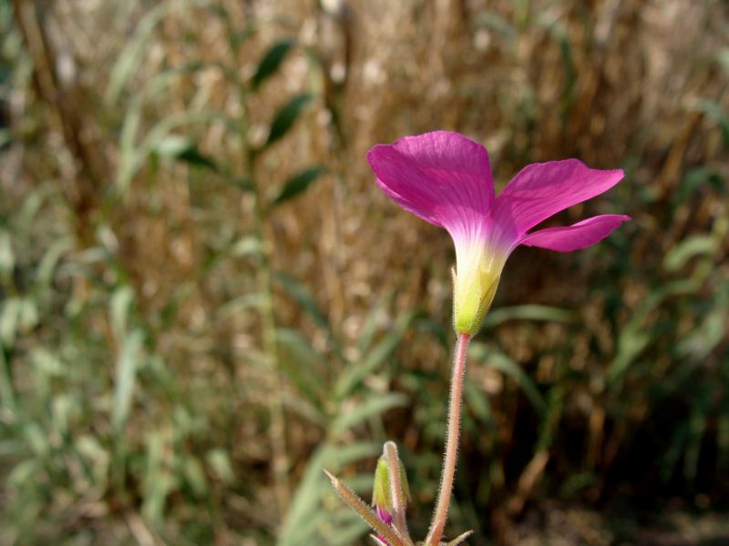 Oxalis purpurata e O. articulata