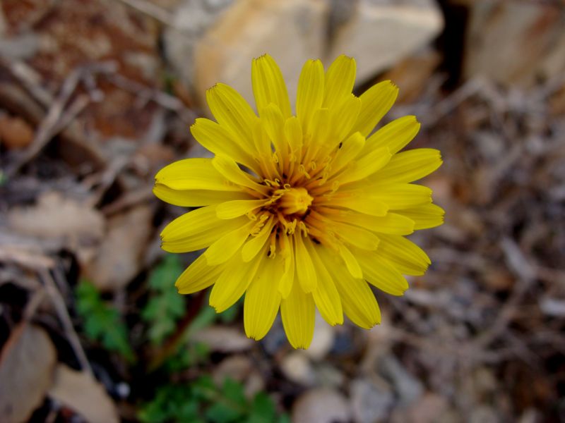 Taraxacum minimum