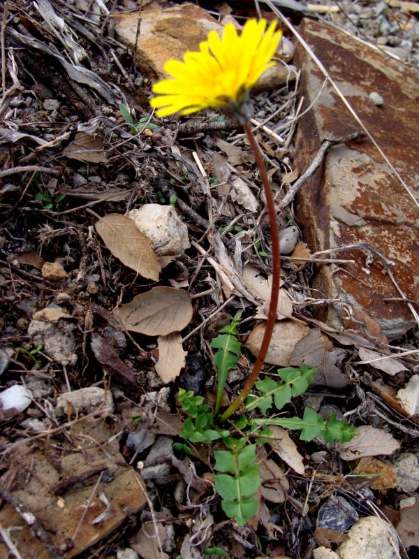 Taraxacum minimum