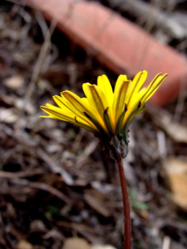 Taraxacum minimum