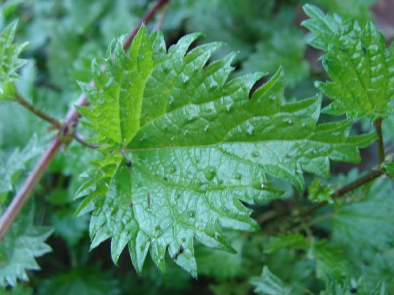 Urtica atrovirens