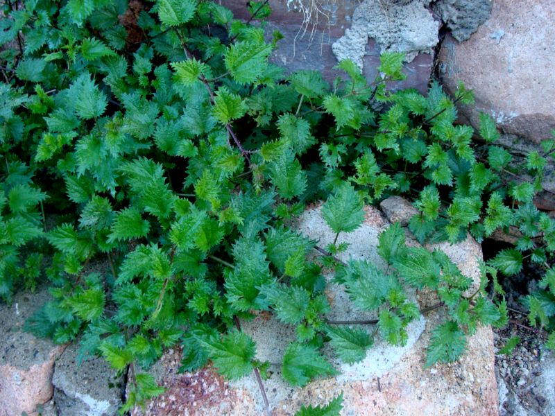 Urtica atrovirens