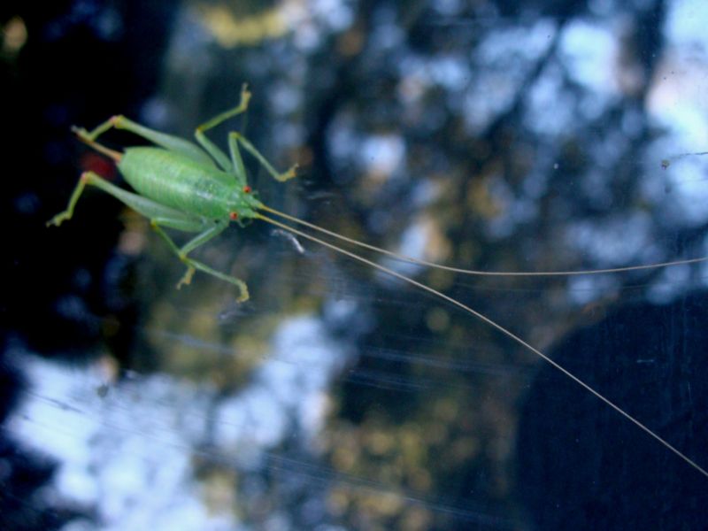 conocephalus...? No, Cyrtaspis scutata