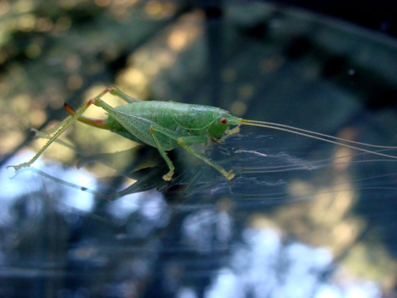 conocephalus...? No, Cyrtaspis scutata