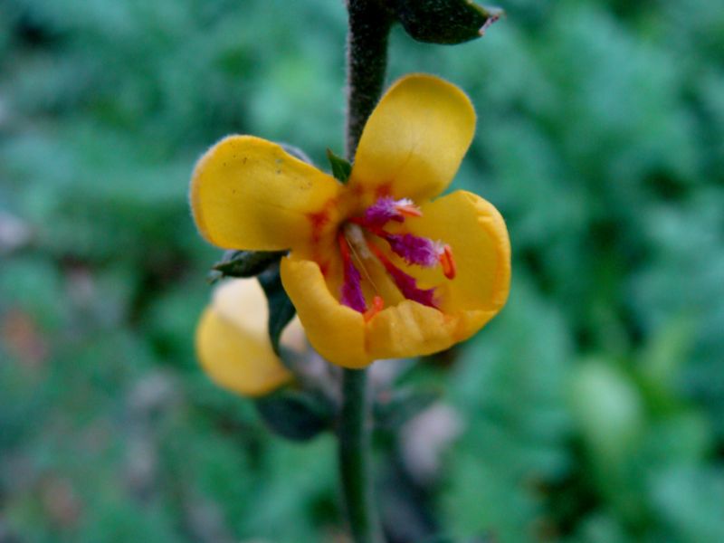 verbascum...