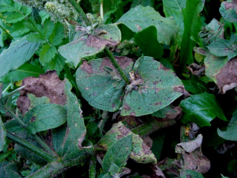 verbascum...